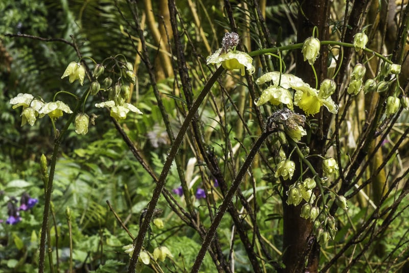 Bishops Hat flowers - Epimedium