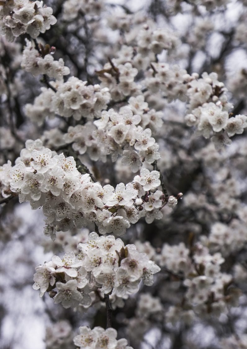 Blossoms on tree in Spring