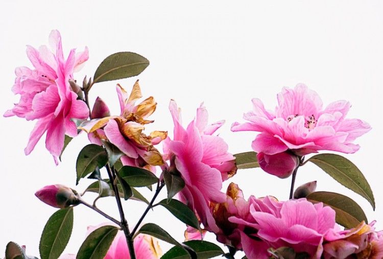 Budding, blooming and dying Camellias