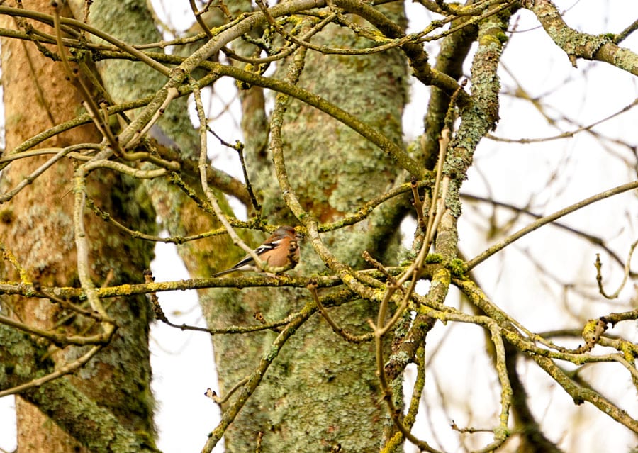 Chaffinch on Ash tree branch