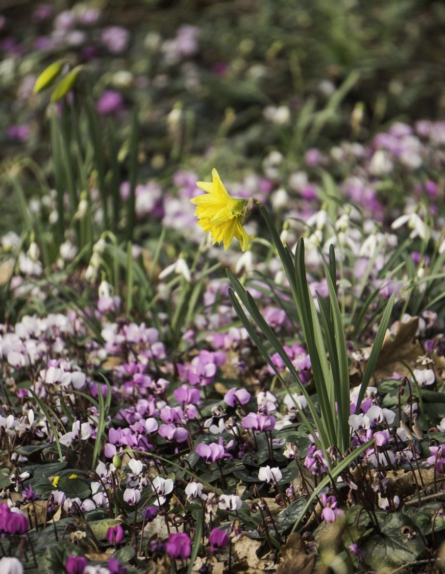 Cyclamen and Daffodil 