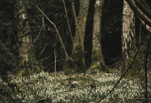 Snowdrops in woods