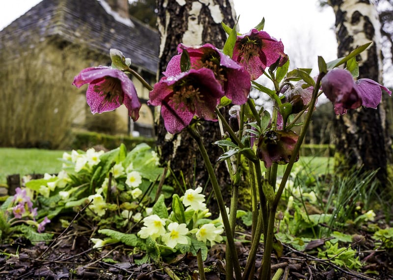 Flower bed The Priest House