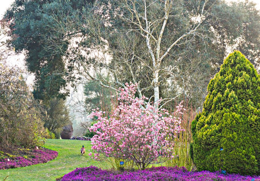 Wakehurst Place garden flowers trees and pheasant