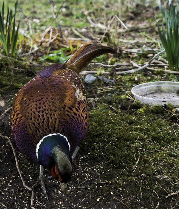 Fred the pheasant