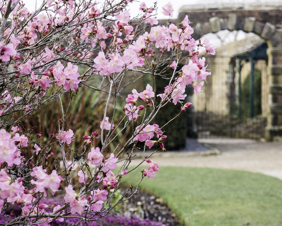 Garden gate and Rhododendron