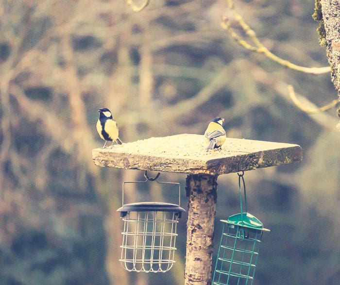 Great tits on feeder