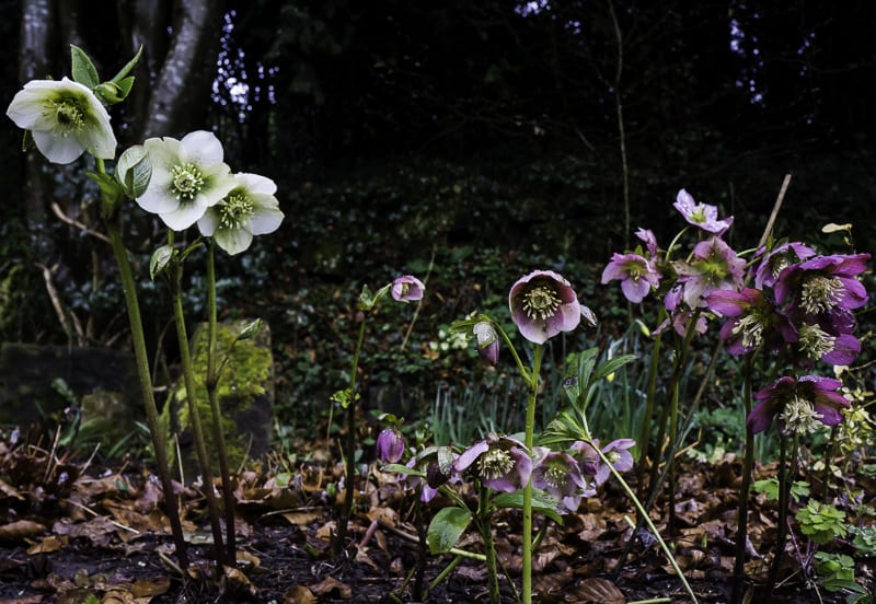 Hellebores in flower bed