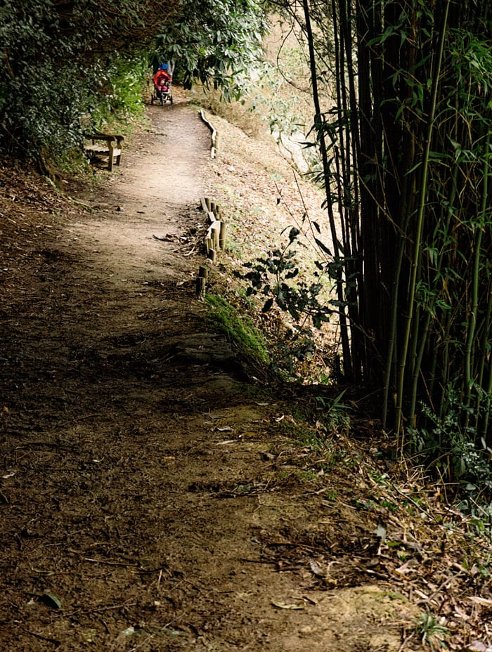 Trail in the Himalayan Glade at Wakehurst Place