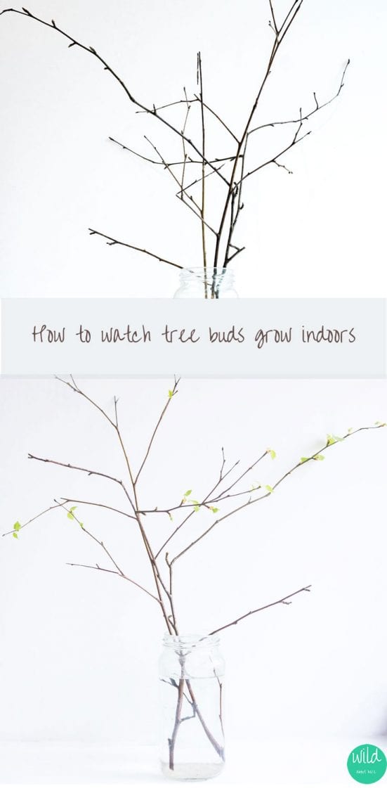 How to grow tree buds indoors
