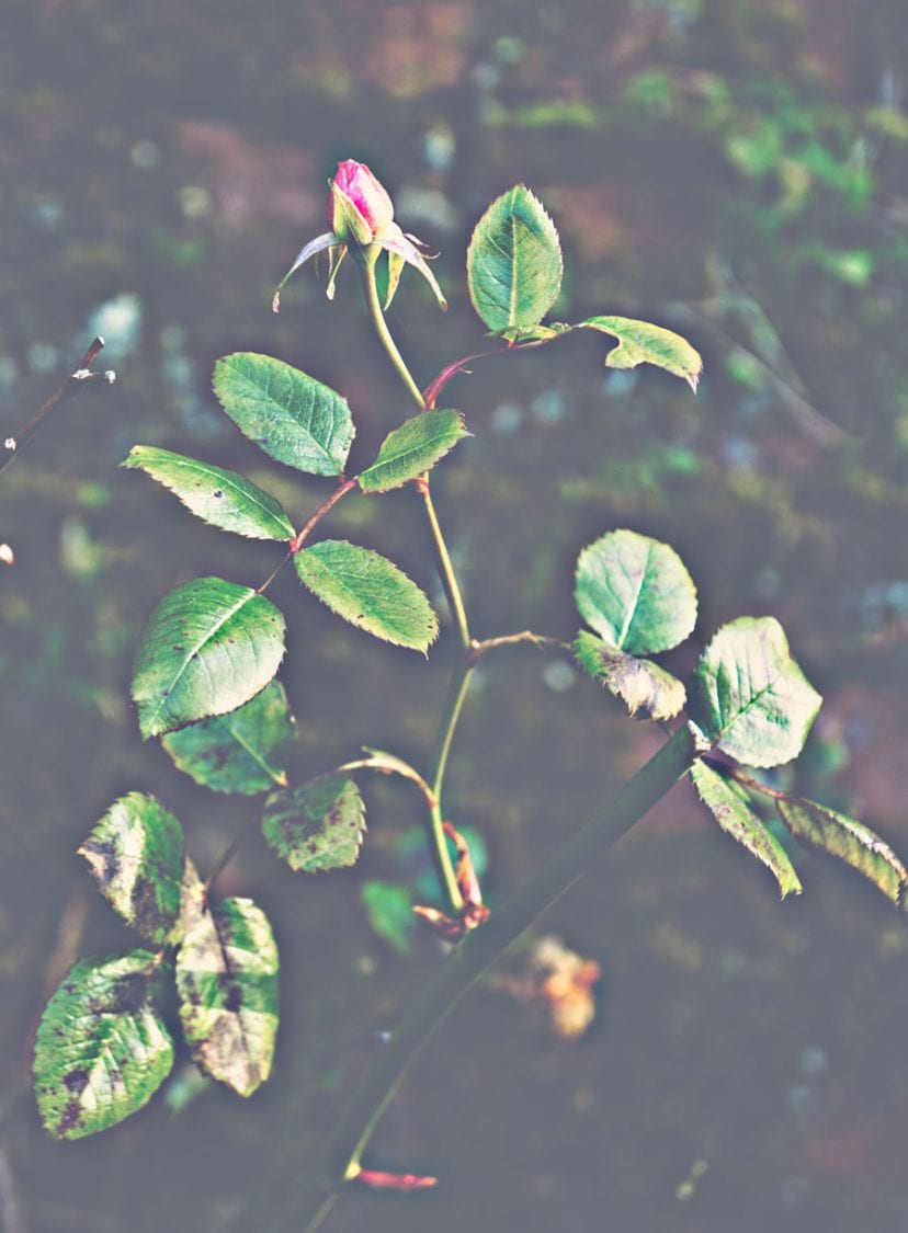 Pink rose bud