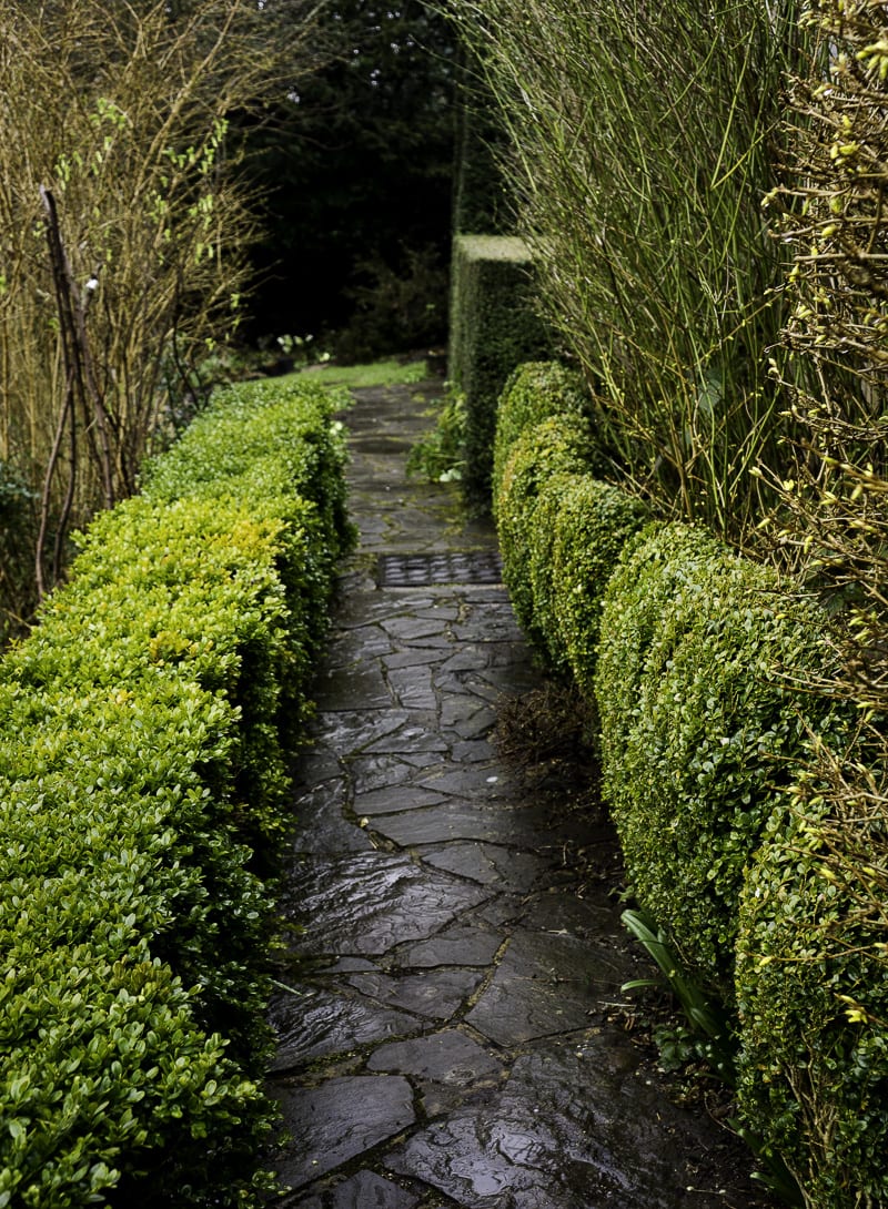 Hedge in The Priest House Garden