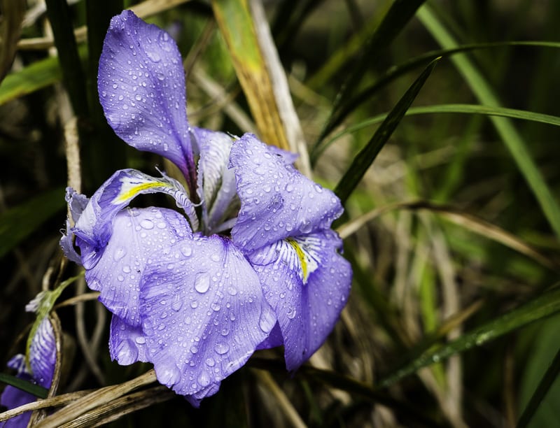 Rain drops on Iris