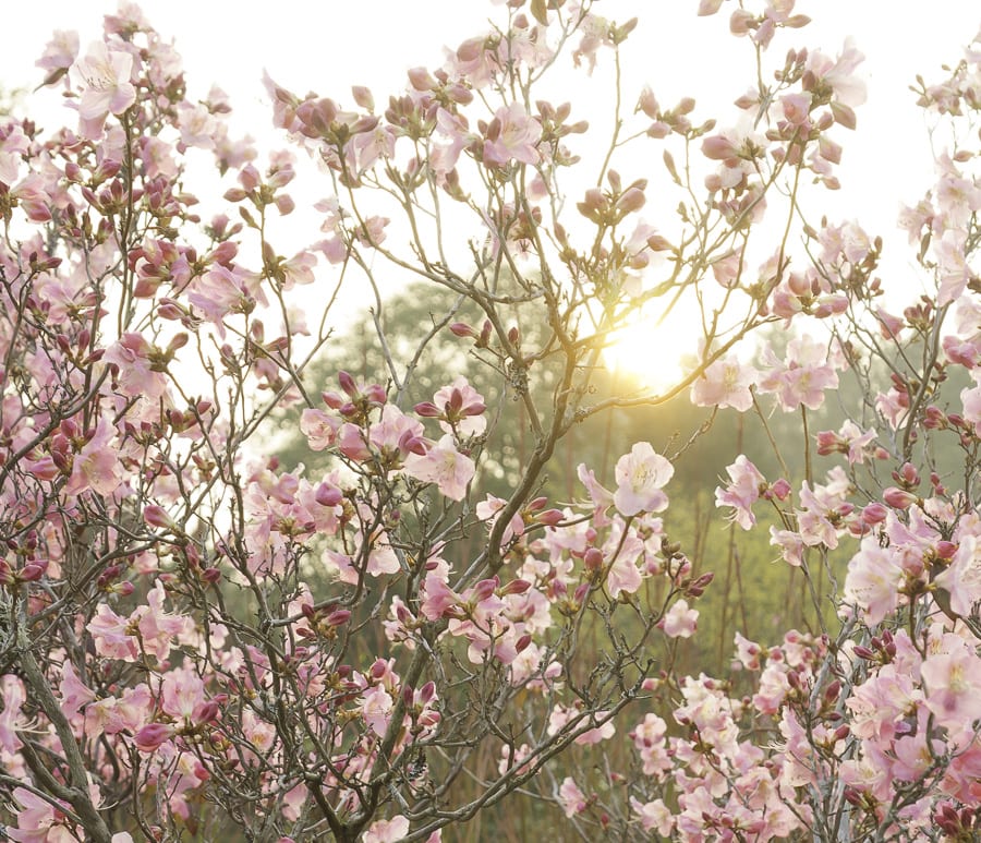 Sun descending behind Rhododendron