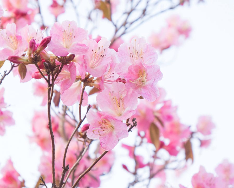 Rhododendron Airy Fairy flowers