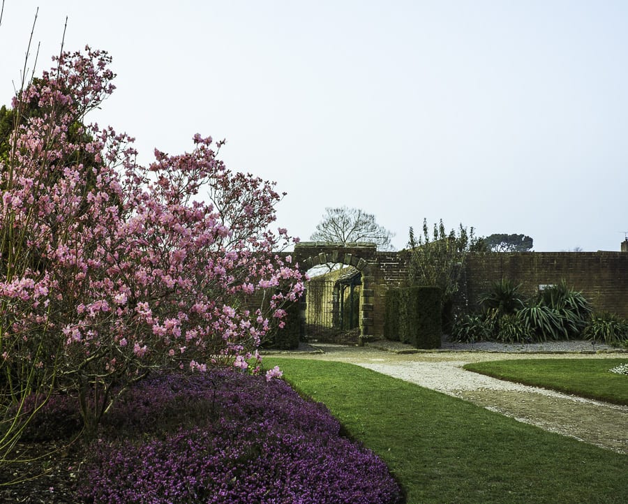 Rhododendron in Wakehurst garden 
