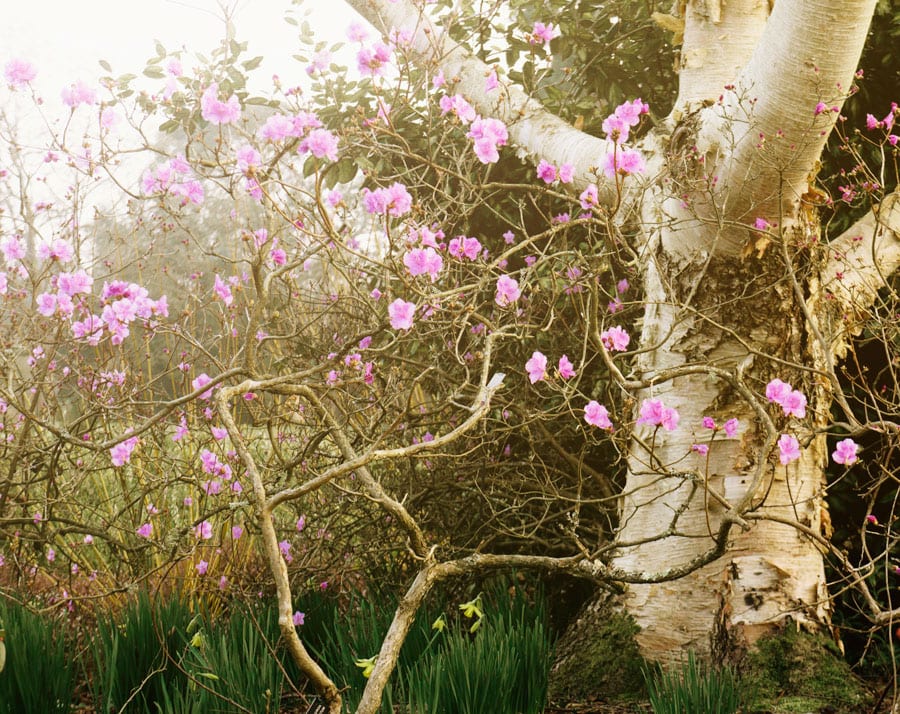 Rhododendron Mucronulatum and birch