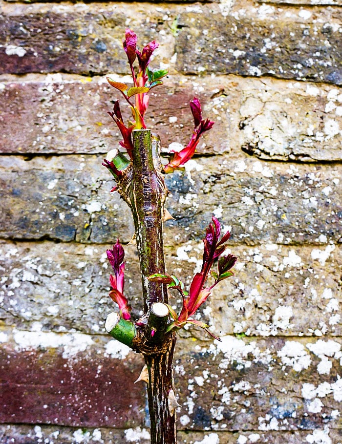 Buds of leaves on rose stem