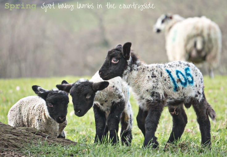 Spring - spot baby lambs in the countryside