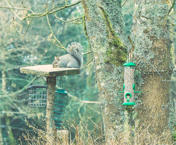 Squirrel on bird feeder