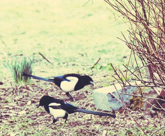 Two magpies under bird feeder