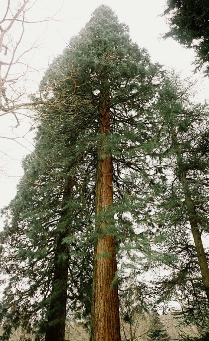 Wakehurst Giant Sequoias