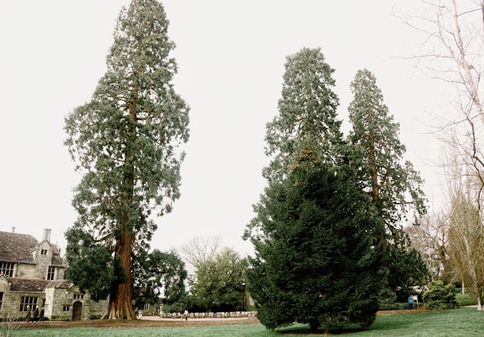 Wakehurst Manor and Redwoods