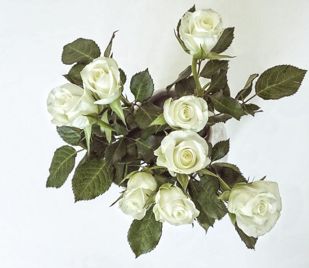 White roses above in vase