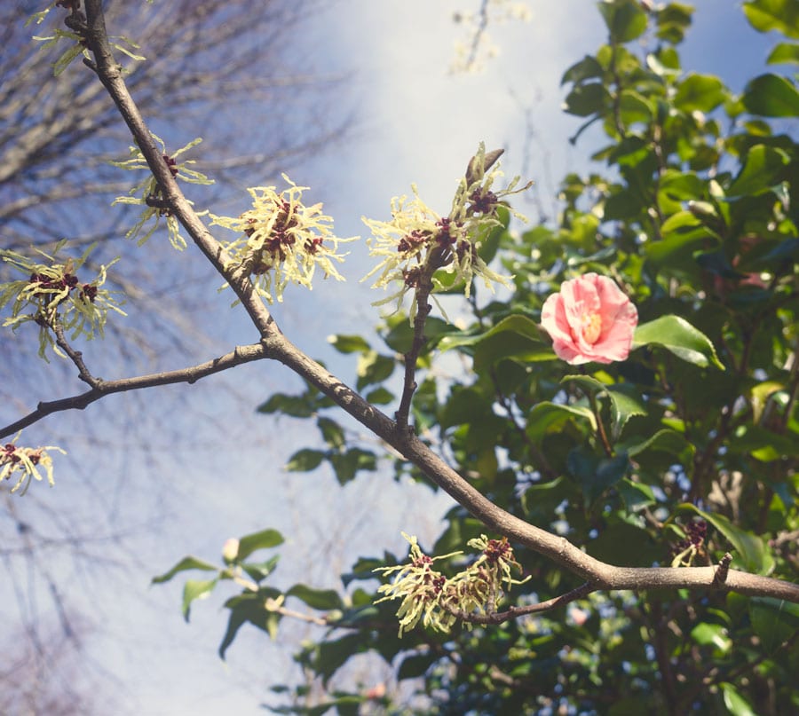 Witch Hazel and Camellia