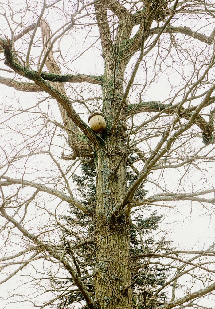 Acorn sculpture in tree