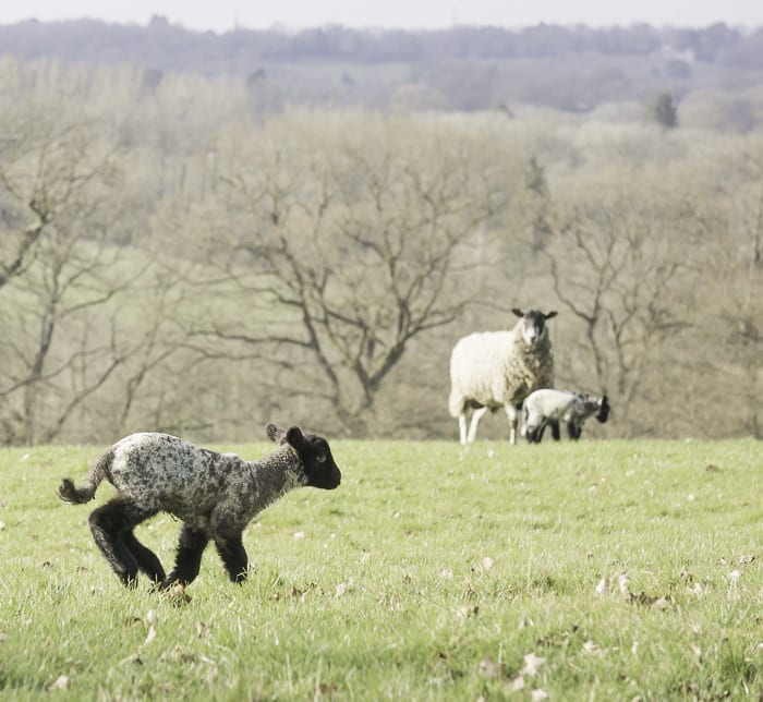 Baby lamb running in field