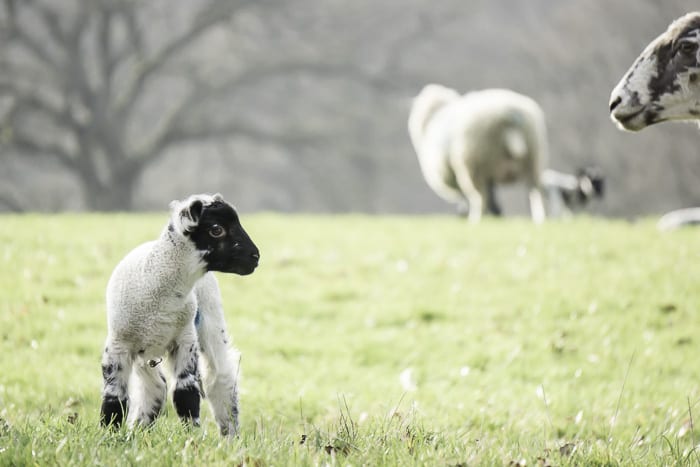Baby lamb with ewe watching