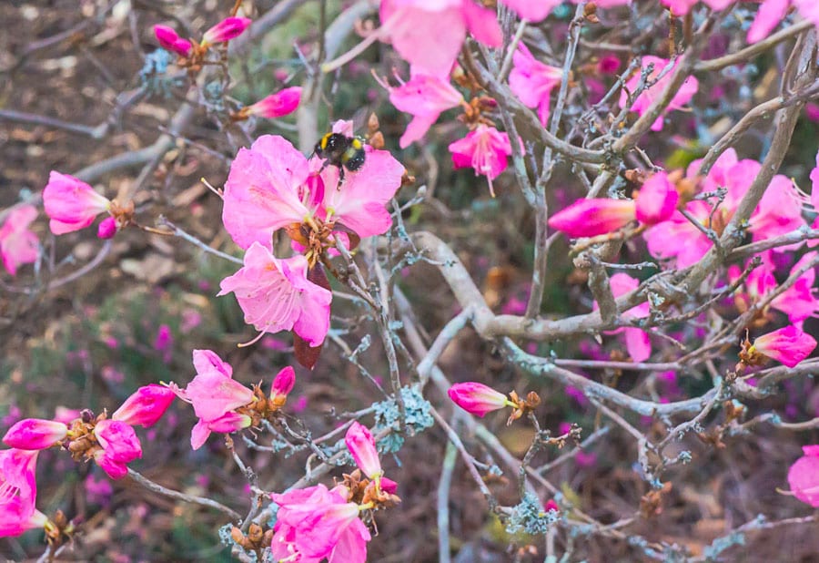 Bee amid rhododendron flowers