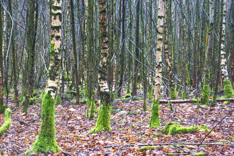 Birch trees in woods