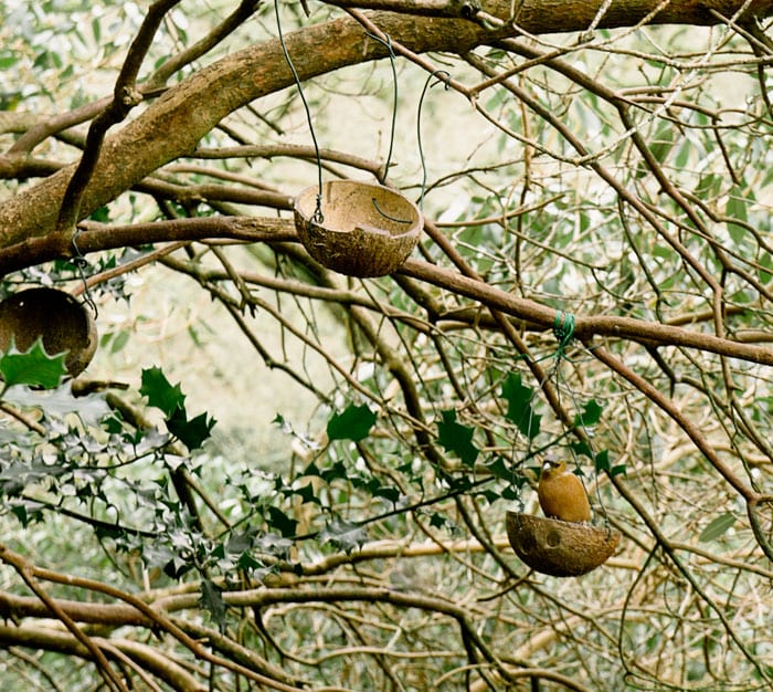 Bird in coconut shell