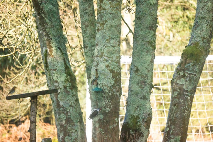 Wild birds and Ash tree