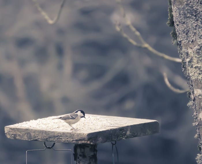 Blue tit on bird feeder