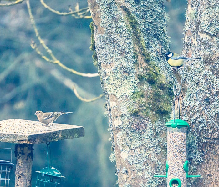 Chaffinch and Great tit