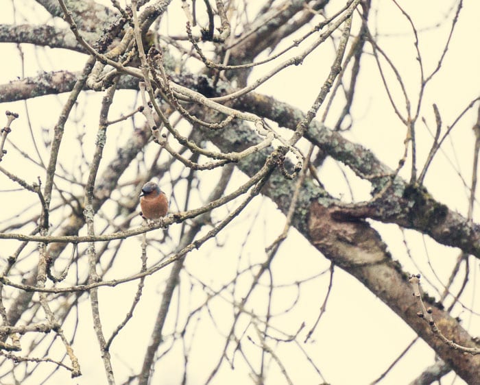 Chaffinch on branch