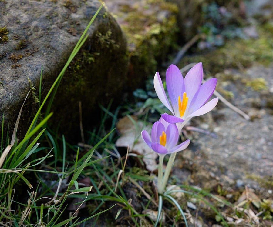 purple crocus on stone path