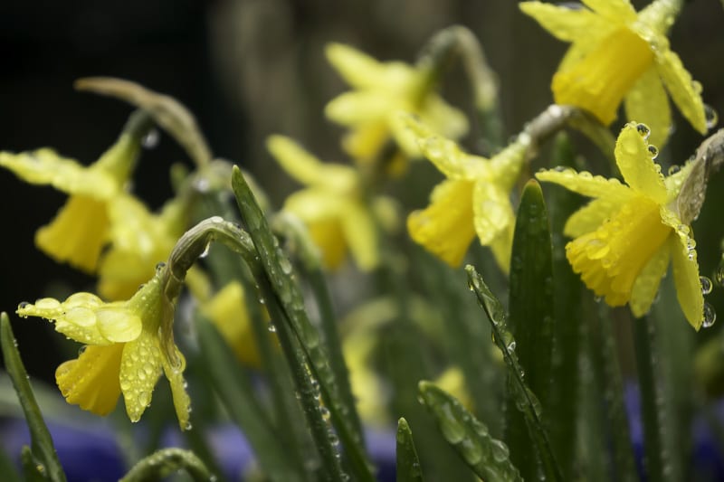 Daffodils covered in raindrops