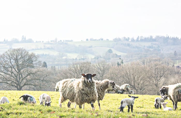Ewes and baby lambs in field