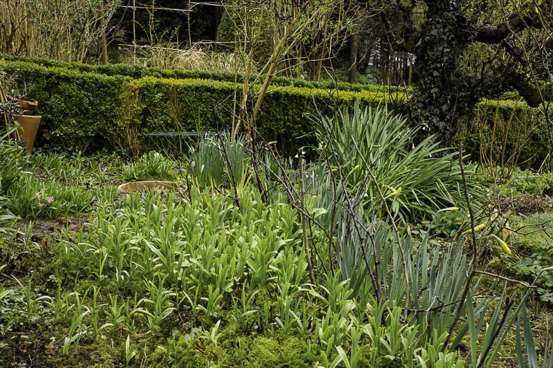 Flower beds Priest House early spring