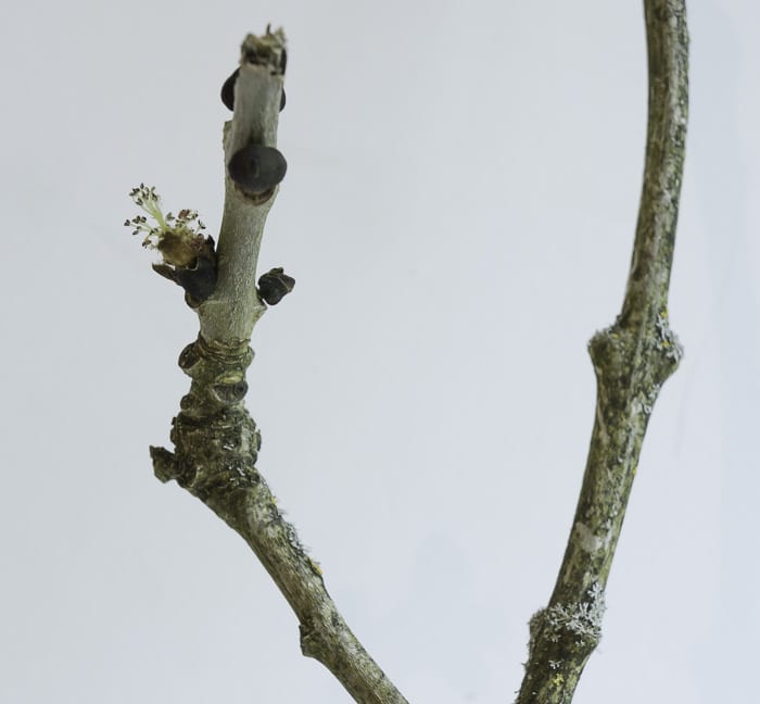 Flowering ash twig