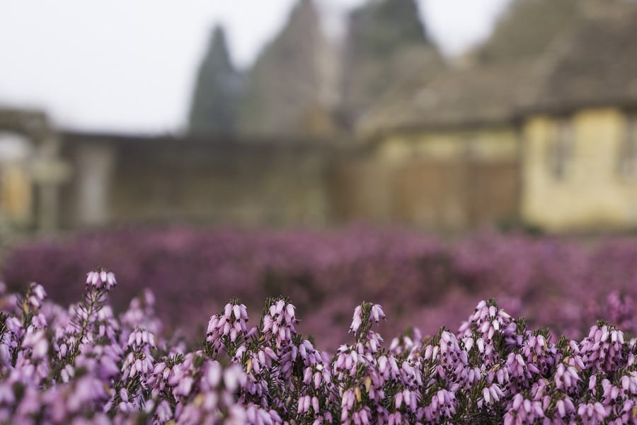 Wakehurst garden walls and heather