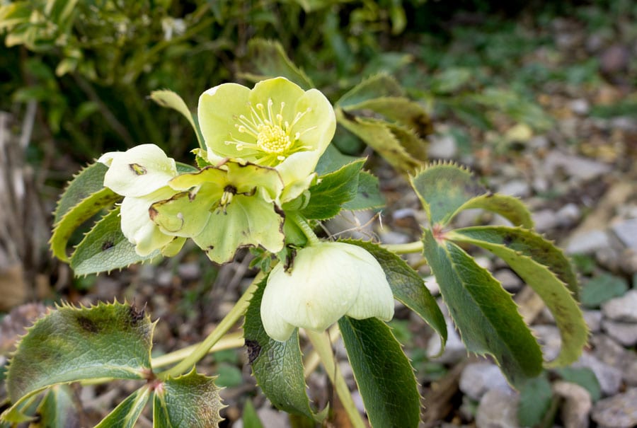 Helleborus Orientalis