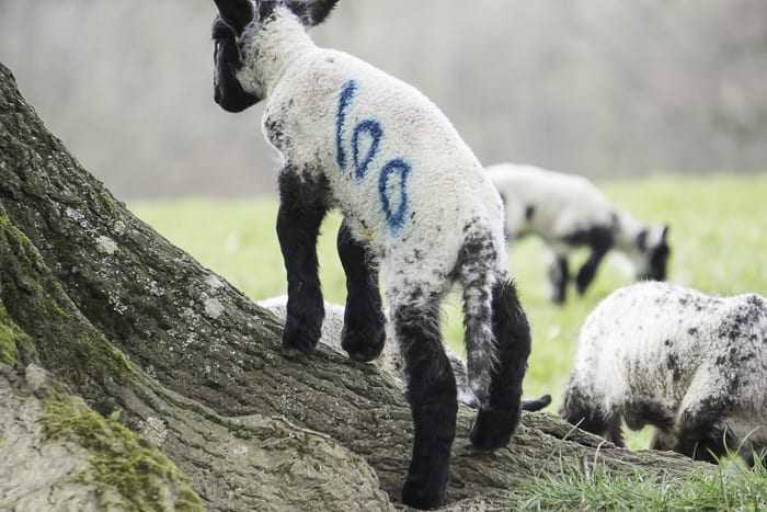 Little lamb climbing over tree root