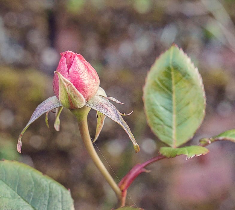 Rose bud so soon Botanical photography fine art prints nature