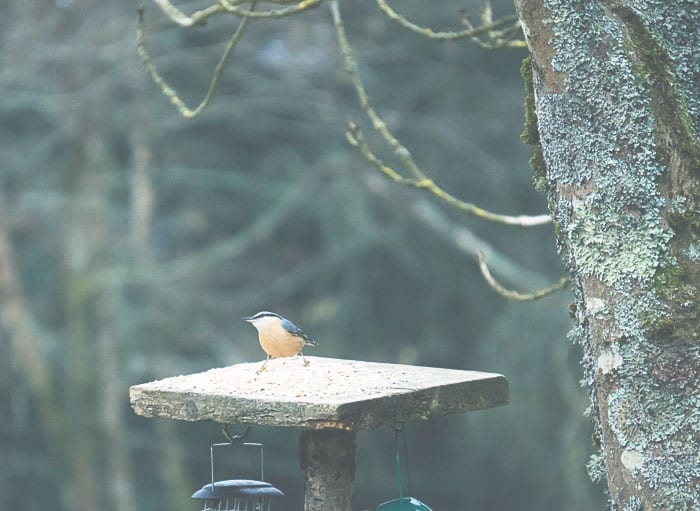 Nuthatch on bird feeder