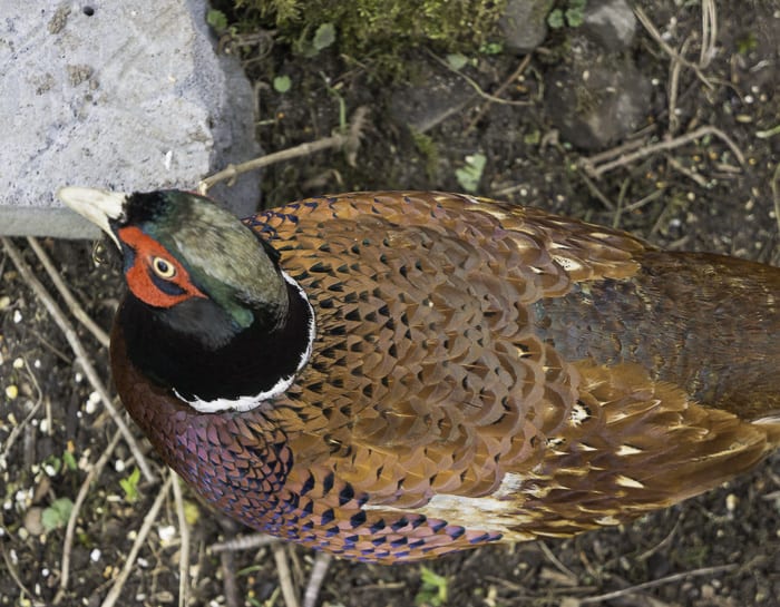 Pheasant waiting by bird feeder